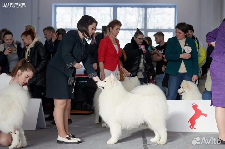 Самоедская лайка вязка кабель
