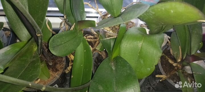 Орхидея фаленопсис