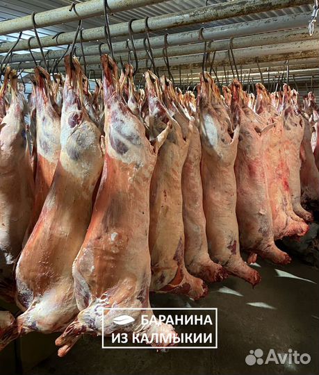 Баранина из Калмыкии (в наличии) полутуши