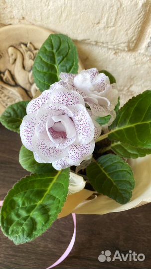 Глоксиния Ситцевое платье, новинка 2023, детка