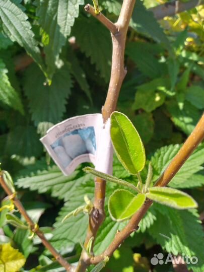 Саженцы груши и черешни