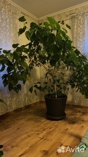 Гибискус китайская роза