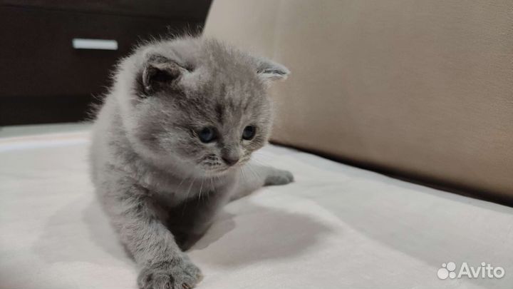 Британские котята