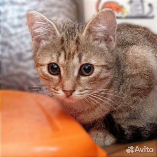 Рыжеватенький котенок (девочка) Луччи