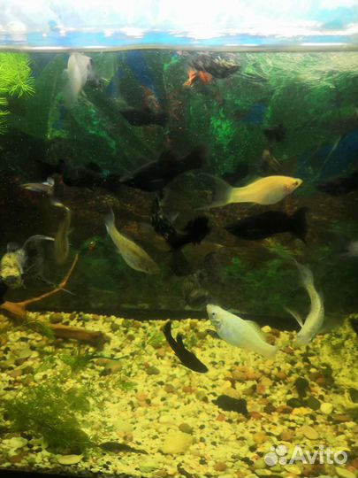 Аквариум