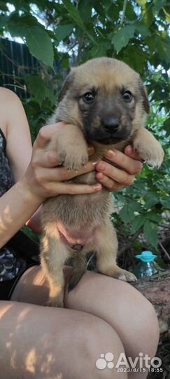 Щенята крупные метисы в дар