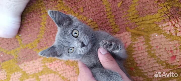 Отдам кошечку в хорошие руки