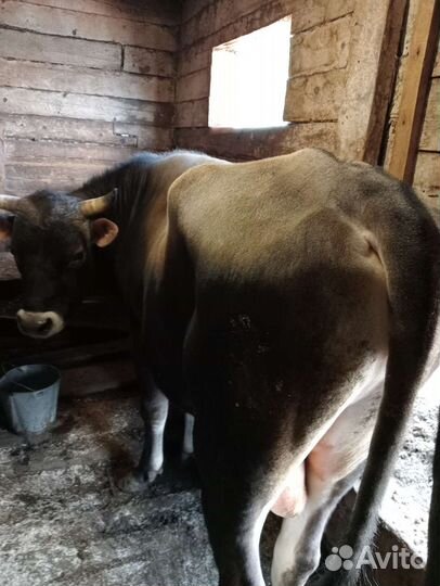 Быки и корова