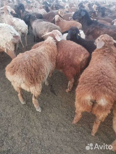 Овцы бараны ягнята