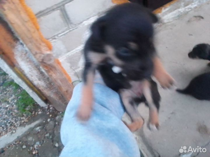 Собака в добрые руки