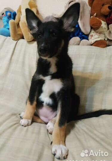 Щенок в добрые руки