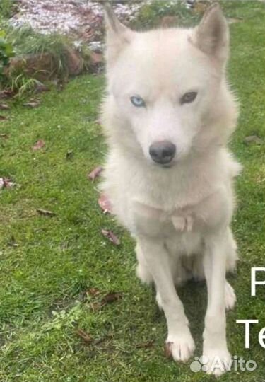 Помесь хаски