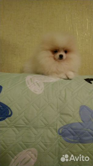 Померанский шпиц