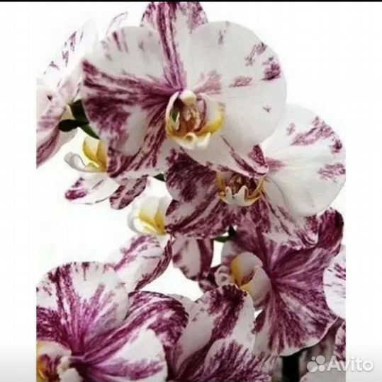Орхидея Qwirkl