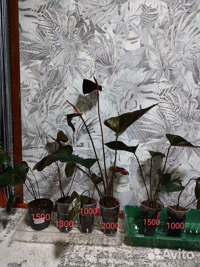 Антуриум чёрный принц