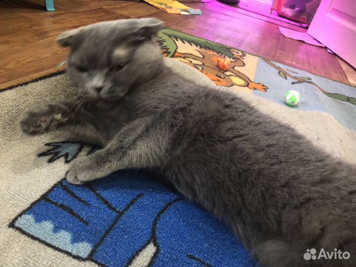 Кошка британка