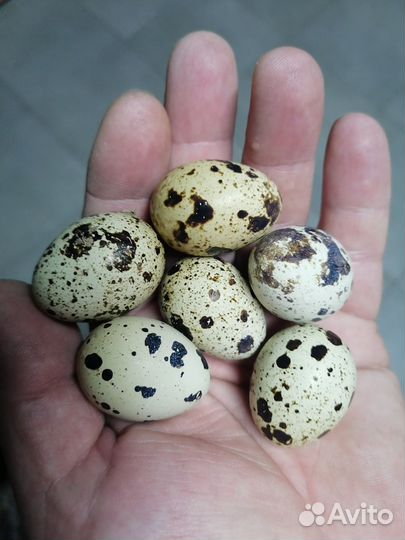 Яйца перепелиные домашние