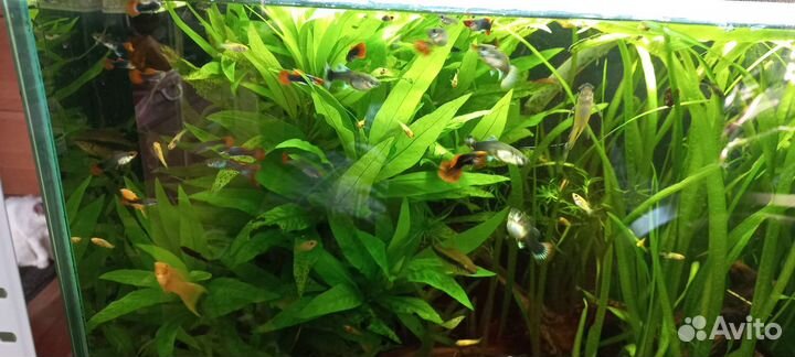 Растение и рыбки в аквариум