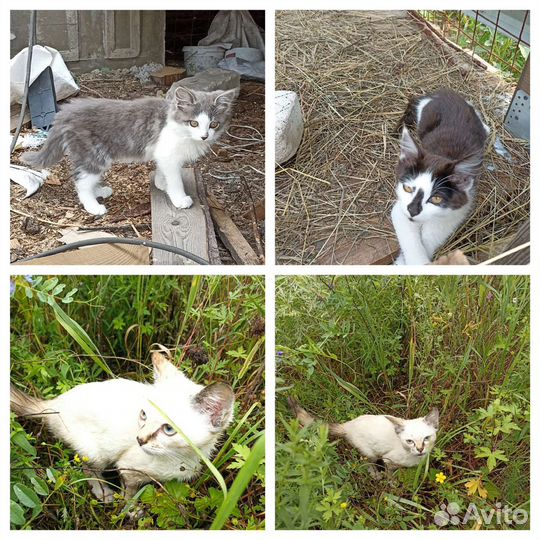 Отдам котят