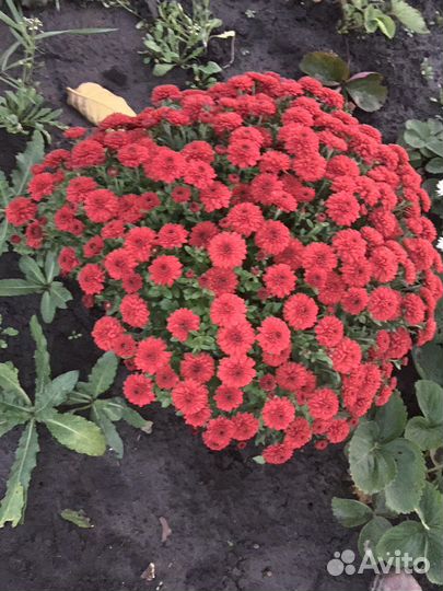 Королева осени - хризантема мультифлора