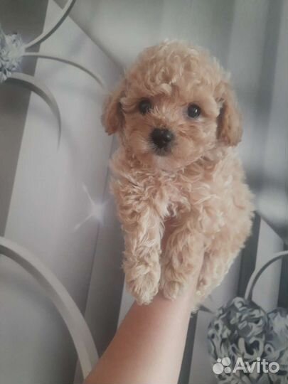 Мальтипу f1 мальчики