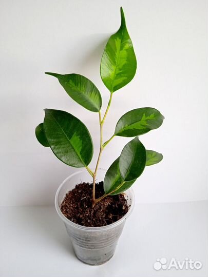 Фикус Денилайт