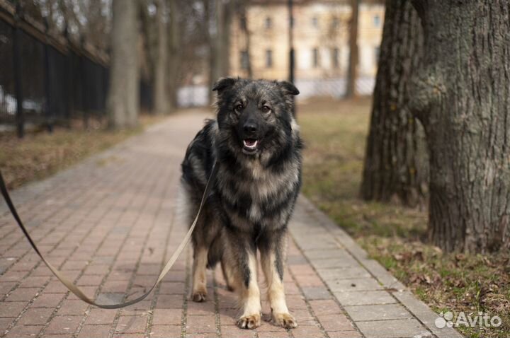 Собака в добрые руки бесплатно