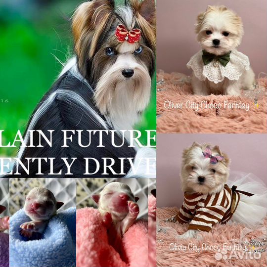 Белый цветной йорк