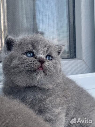 Британские котята
