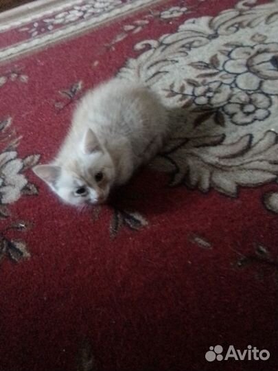 Рыжие котики