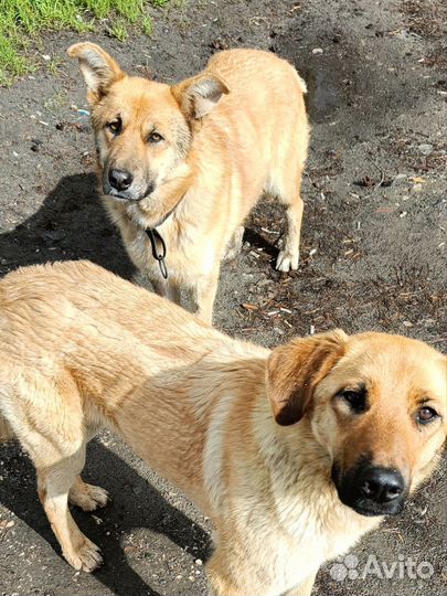 Щенульки подростки в добрые руки