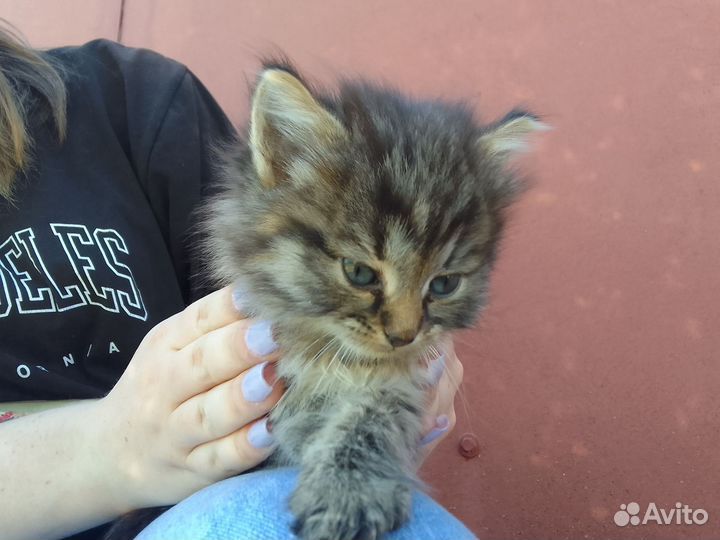 Котята в добрые руки (девочки)