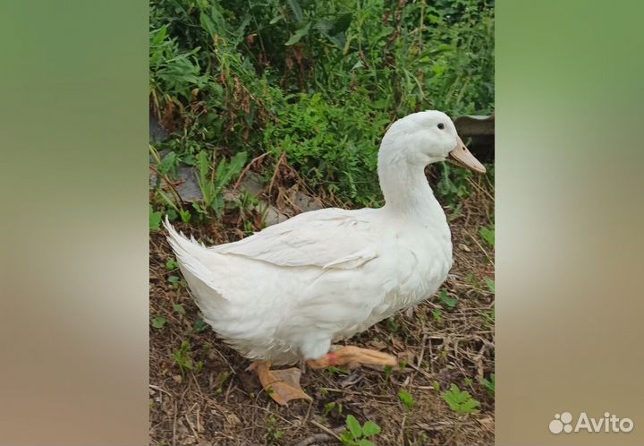 Утки стар 53