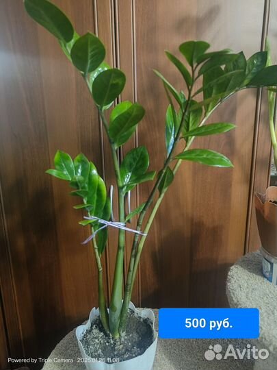 Замиокулькас