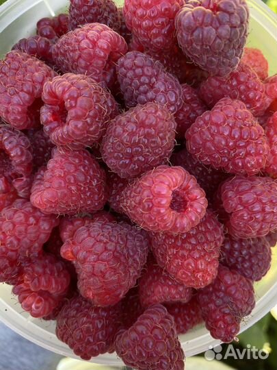 Саженцы малины Полана (Поляна)