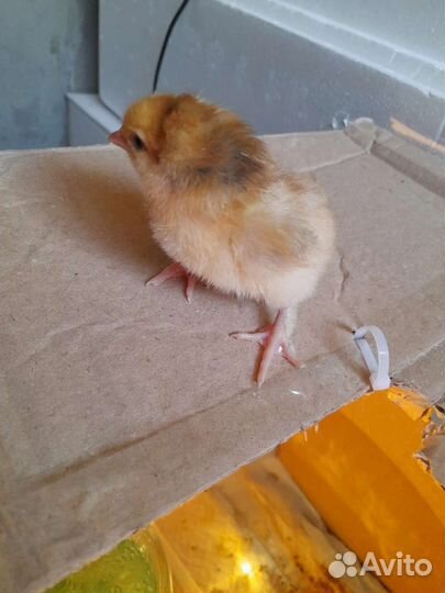 Вывод цыплят