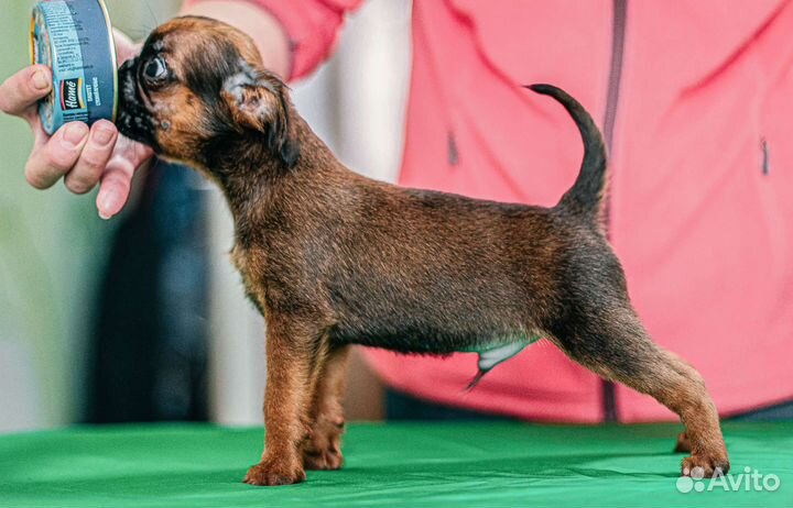 Щенки пти брабансона