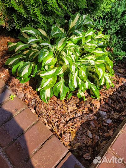 Хоста растение