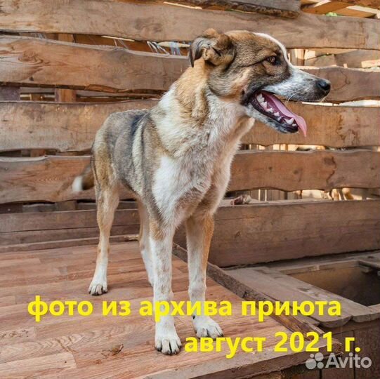 Собаки бесплатно