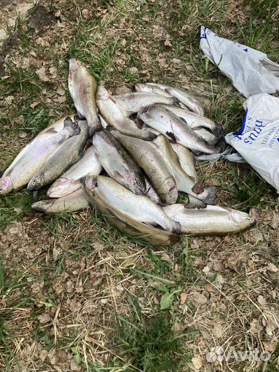 Рыбалка в Карелии