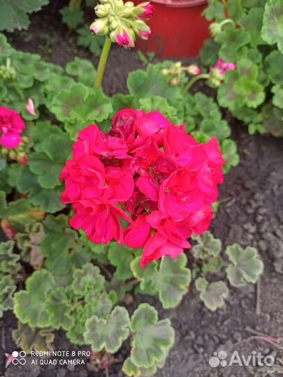 Герань пеларгония