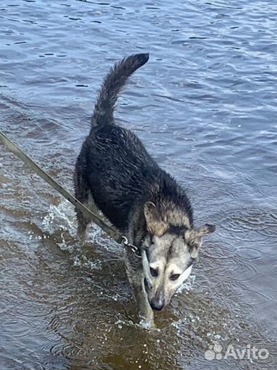 Собаки бесплатно