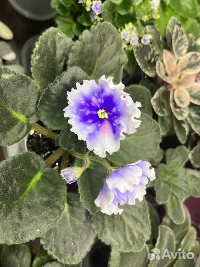Фиалки сортовые, детки и листики