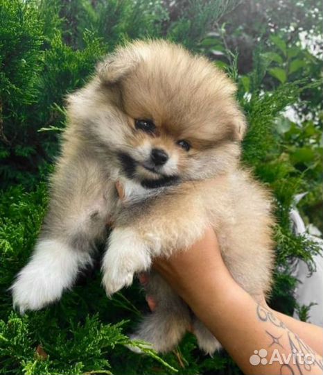 Щенки померанского шпица