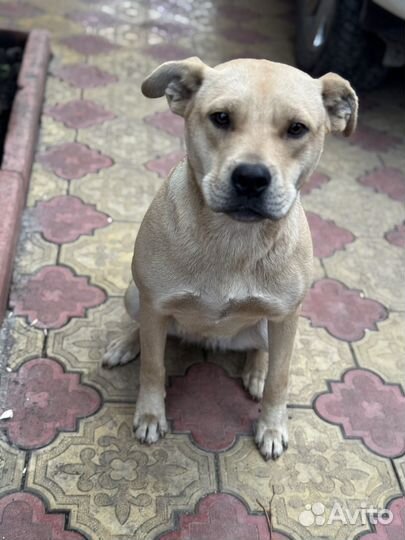 Собака в добрые руки