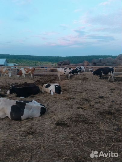 Корова дойная