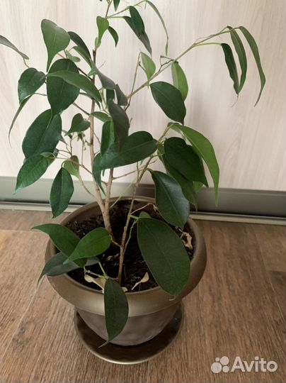 Фикус бенджамина