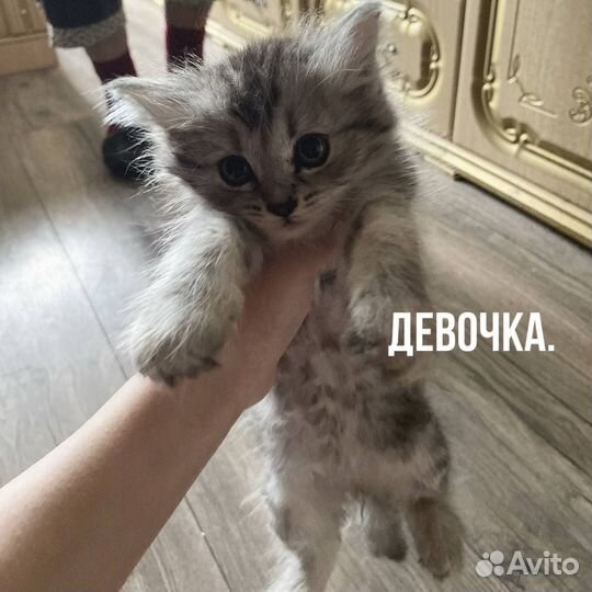 Котята в добрые руки, бесплатно