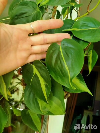 Филодендрон Бразил
