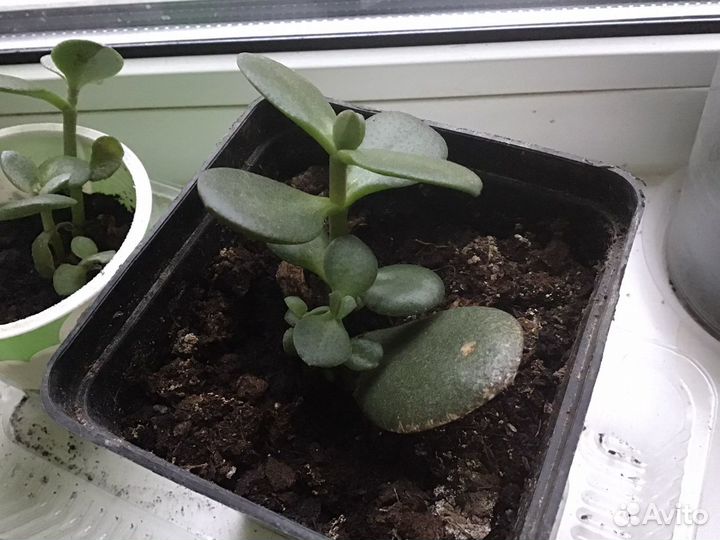 Толстянка/денежное дерево